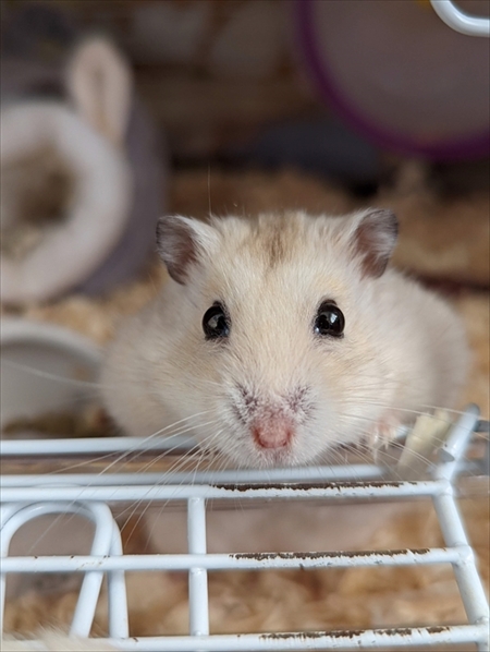 警戒ゼロハムスター