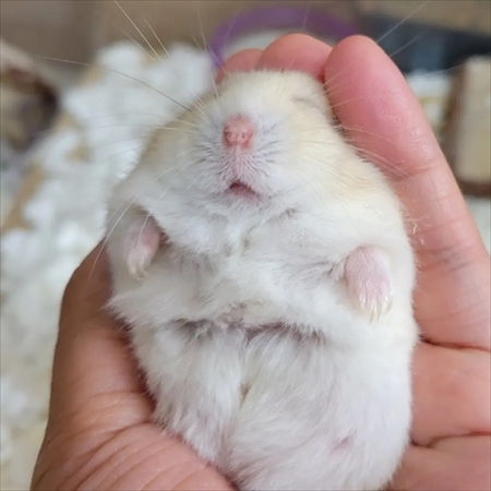 警戒心ゼロのハムスター