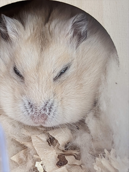 眠るハムスター