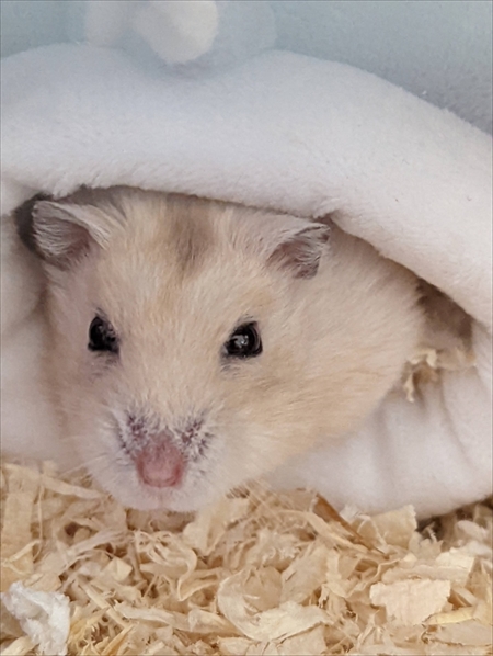 くるまれたハムスター