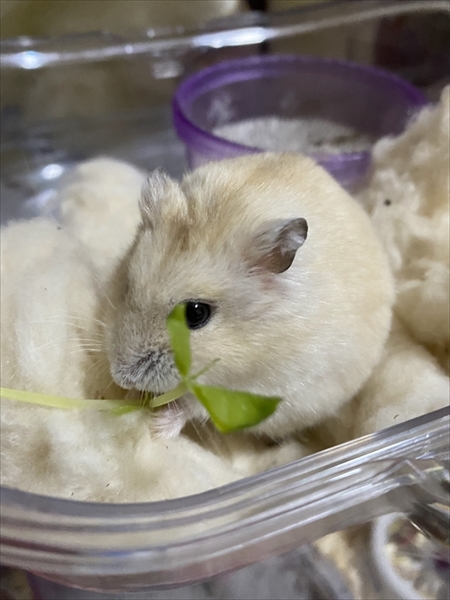 食事中のハムスター