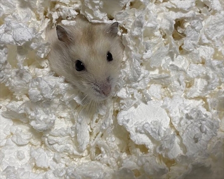 ひょっこりハムスター