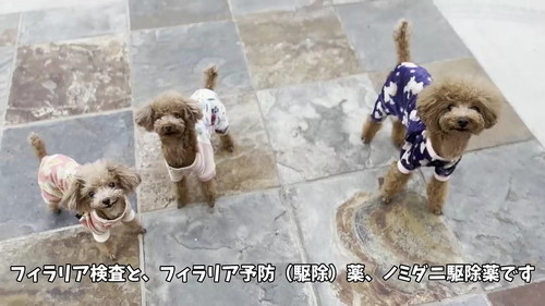 フィラリア検査