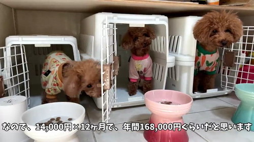 ごはん食べるトイプー