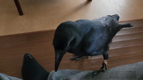 飼い主の服つっつくカラス