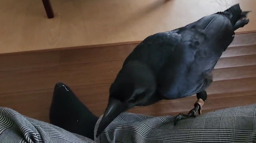 不満そうなカラス