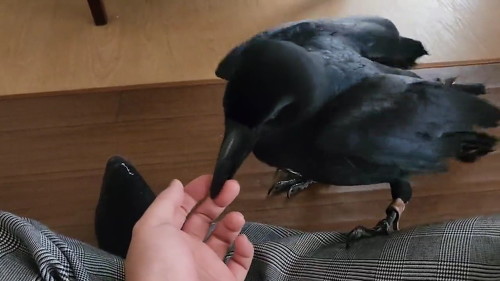 ガァガァ鳴くカラス