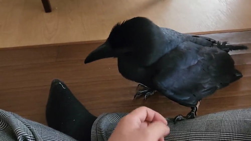 おいでと言われたカラス