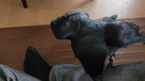 飛び乗るカラス