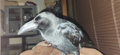 おなかにダイブしたカラス