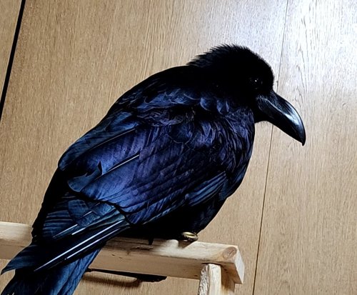 水浴び後のカラス