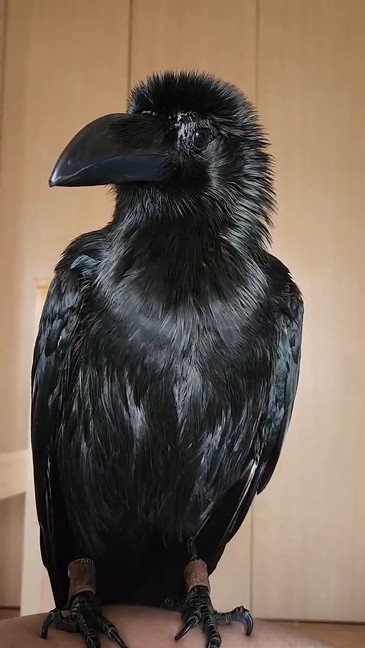 風呂上がりカラス