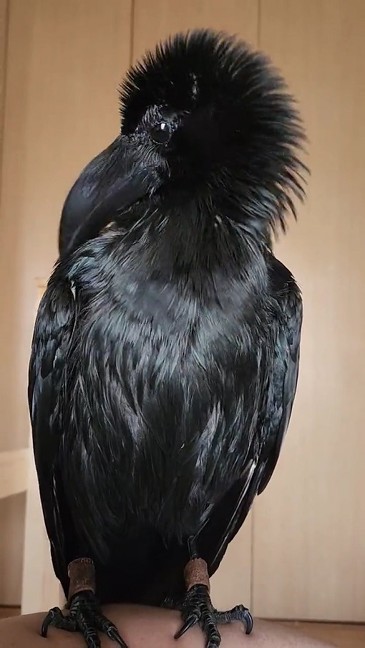 風呂に入ったカラスの横顔