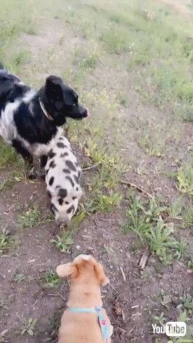 犬に混じるブタ