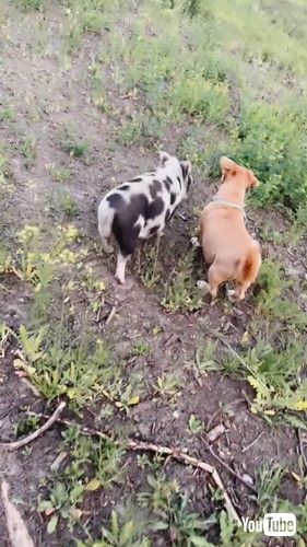 犬と散歩するブタ