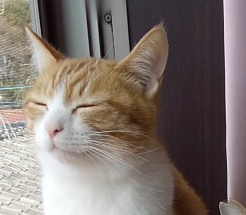 目をつむる猫のプリンちゃん