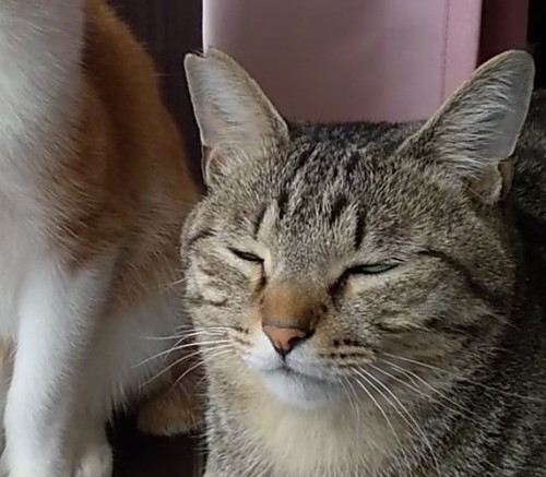 うっすら目が開く猫のメロンくん