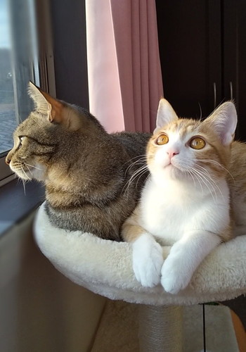 キャットタワーにいるメロン君とプリンちゃん