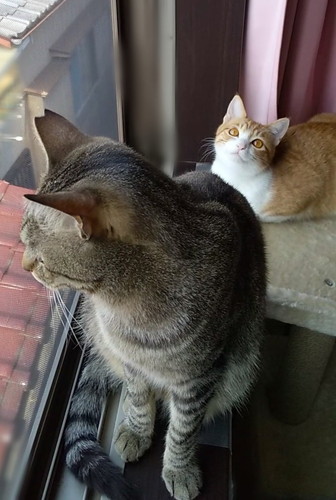 真剣なメロン君