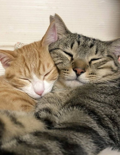 むぎゅっとするメロンくんとプリンちゃん