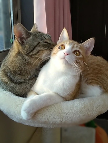 仲良しなメロンくんとプリンちゃん