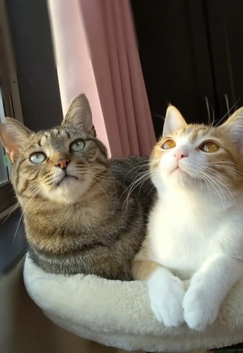 キラキラ笑顔のメロンくんとプリンちゃん