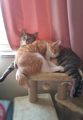 兄のことが大好きな妹猫のプリンちゃん