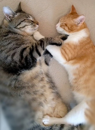 向き合ってスヤスヤするメロンくんとプリンちゃん