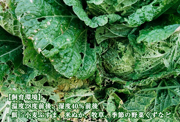 ドン・キホーテ昆虫食「G」「UG」