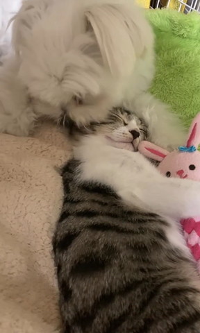 ワンコと寝てる猫