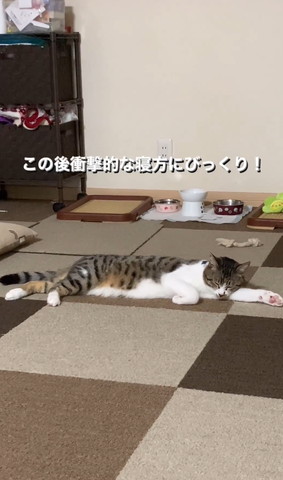 腕伸ばして寝てる猫