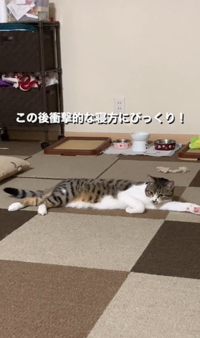 腕伸ばしてくつろぐ猫遠く見つめる