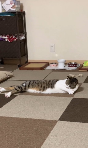 腕枕しようとしてる猫