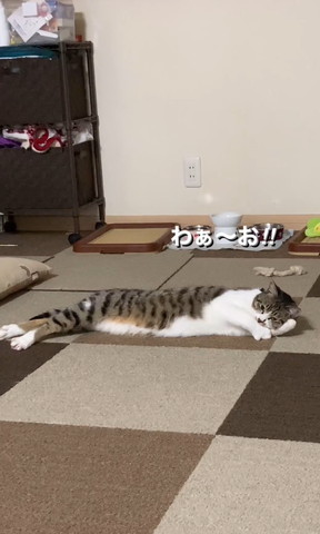 腕枕してカメラ目線猫