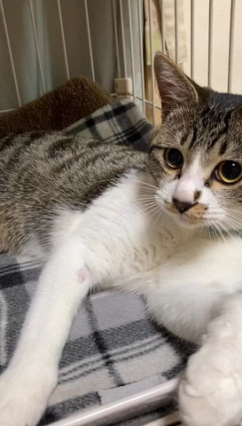 ケージにいる猫