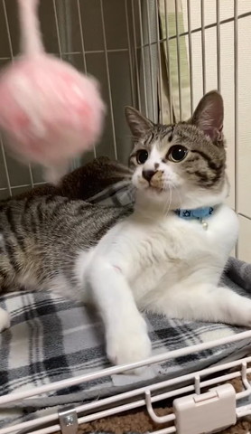 ボール見てる猫