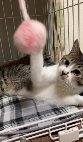 前足でポンポンさわる猫