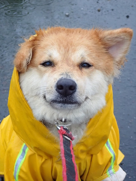 カメラ目線の犬