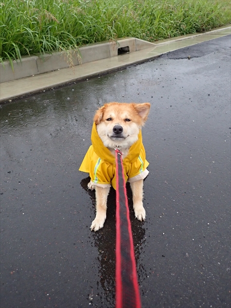 哀愁漂うワンコ