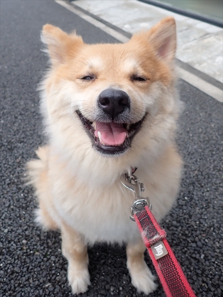 表情豊かなワンコ