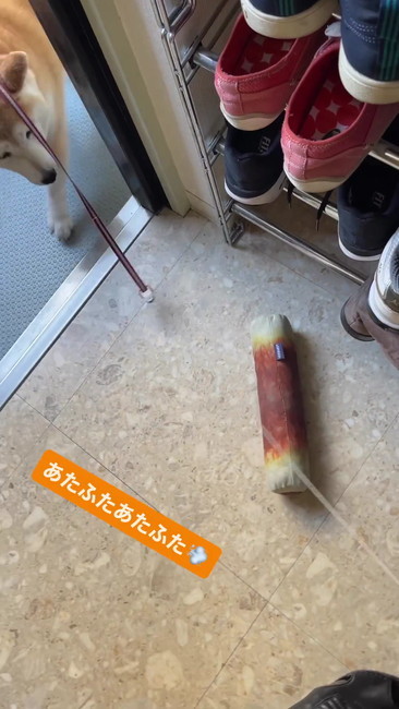 ちくわ取りに来る柴犬