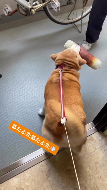 ヤクルトさんへちくわ