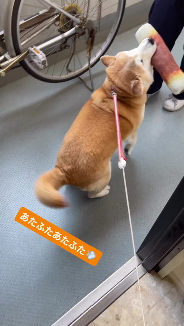 ちくわあげる柴犬