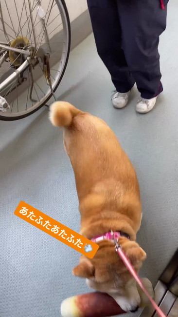 なぜか戻る柴犬