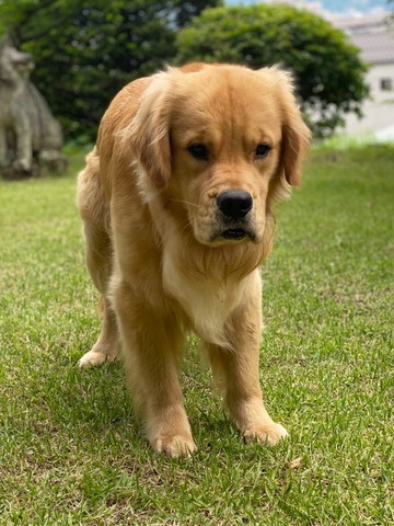 屋外下向いてるワンコ