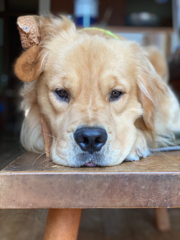 椅子にいるワンコアップ