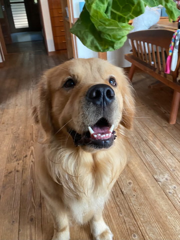 笑顔でお座りワンコ