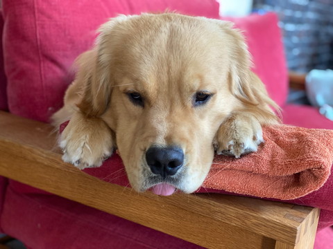 舌だしてるワンコ両前足顔の横