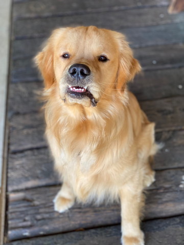 お座りしてるワンコ正面