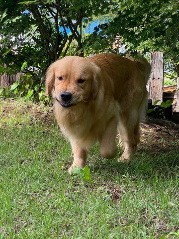 屋外でにっこりしてるワンコ